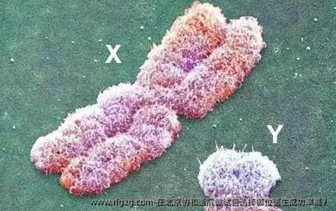 在北京协和医院做试管选择哪位医生成功率高？