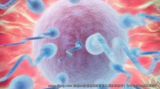 泰国ek生殖医院代孕成功率如何？为何选择ek医院试管？