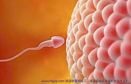 准备试管移植了，试管移植前需要补充些什么？ 